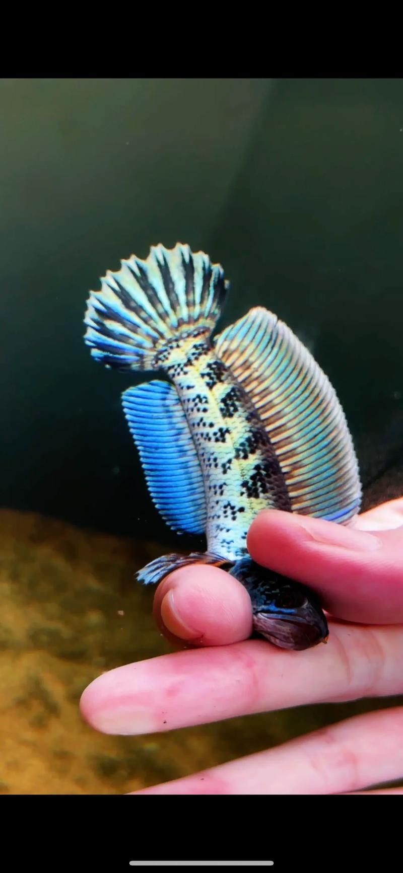 黃金眼鏡蛇雷龍魚小苗怎么選購