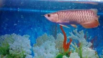 龍魚品質怎么看好壞，如何判斷龍魚品質好壞