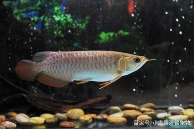 龍魚溫度多少度合適養魚呢：銀龍魚和黑龍魚的飼養溫度是養魚過程中非常關鍵的一個環節