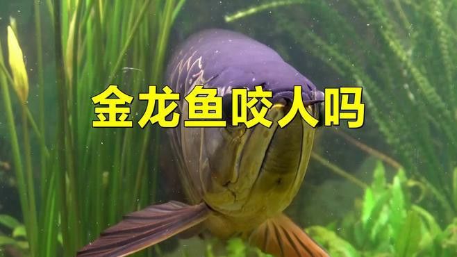 金龍魚會不會咬人
