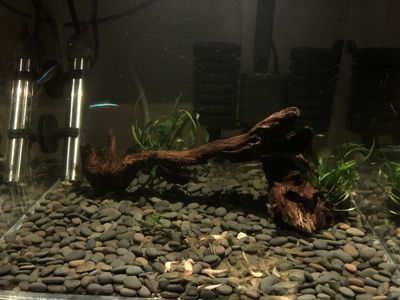 雷龍魚沉木的選購技巧：如何選擇雷龍魚沉木