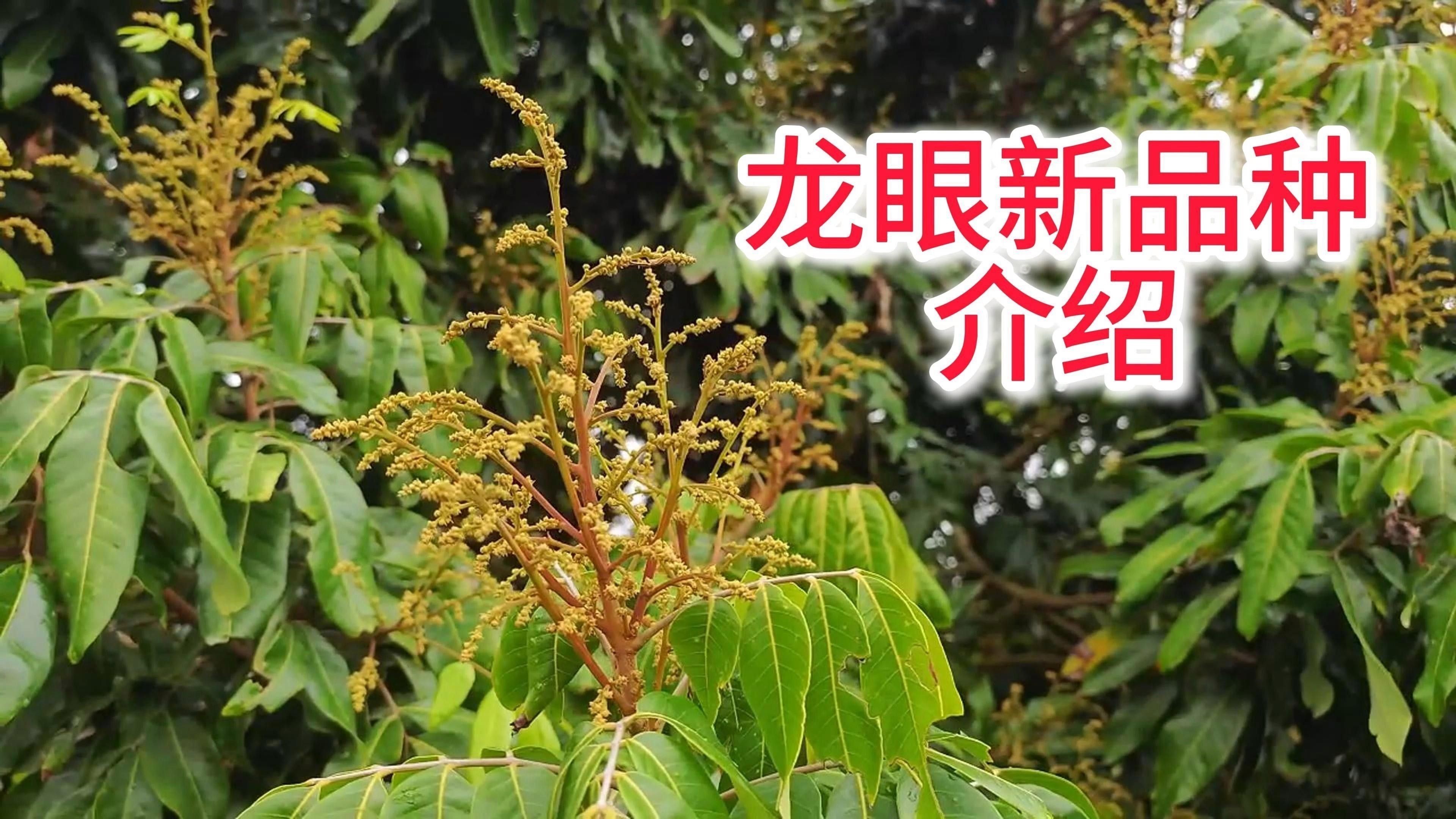 如何判斷龍眼菩提的產地？ 如何判斷龍眼菩提的產地？ 龍魚百科 第1張
