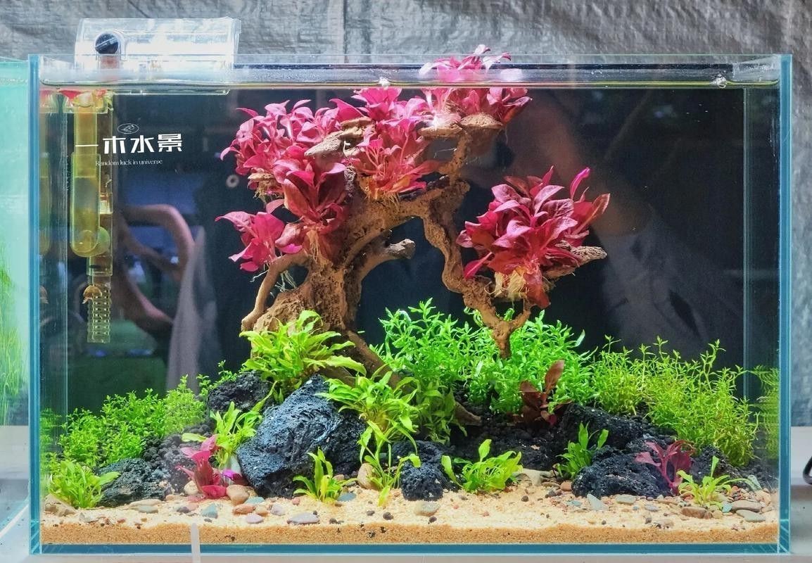 紅龍魚缸放沉木好嗎圖片大全 紅龍魚缸放沉木好嗎圖片大全 龍魚百科 第6張