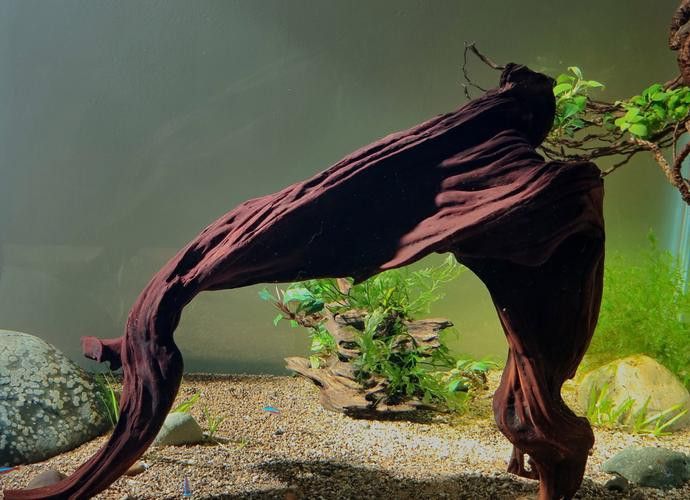 紅龍魚缸放沉木好嗎圖片大全 紅龍魚缸放沉木好嗎圖片大全 龍魚百科 第12張