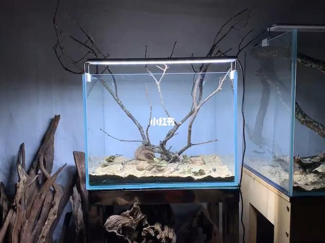 紅龍魚缸放沉木好嗎圖片大全 紅龍魚缸放沉木好嗎圖片大全 龍魚百科 第17張