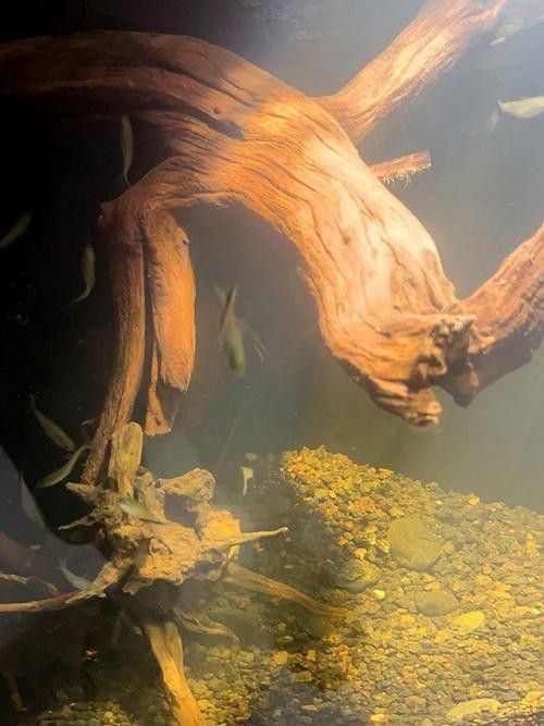 紅龍魚缸放沉木好嗎圖片大全 紅龍魚缸放沉木好嗎圖片大全 龍魚百科 第15張