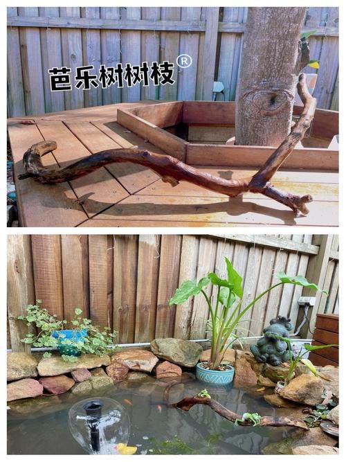 紅龍魚缸放沉木好嗎圖片大全 紅龍魚缸放沉木好嗎圖片大全 龍魚百科 第26張