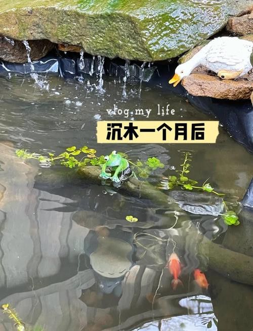 紅龍魚缸放沉木好嗎圖片大全 紅龍魚缸放沉木好嗎圖片大全 龍魚百科 第27張