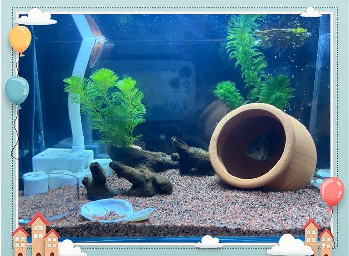 紅龍魚缸放沉木好嗎圖片大全 紅龍魚缸放沉木好嗎圖片大全 龍魚百科 第30張
