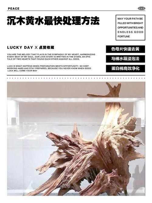 紅龍魚缸放沉木好嗎圖片大全 紅龍魚缸放沉木好嗎圖片大全 龍魚百科 第32張
