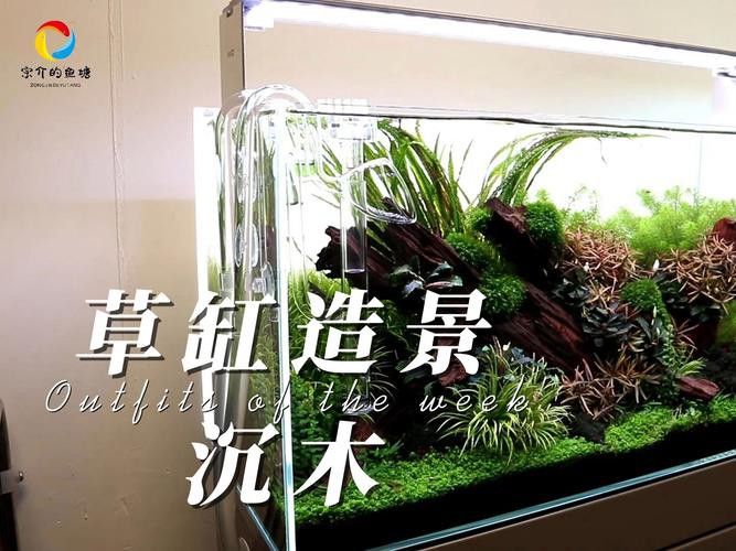 紅龍魚缸放沉木好嗎圖片大全 紅龍魚缸放沉木好嗎圖片大全 龍魚百科 第33張