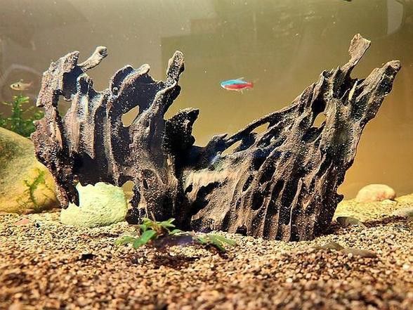 紅龍魚缸放沉木好嗎圖片大全 紅龍魚缸放沉木好嗎圖片大全 龍魚百科 第34張