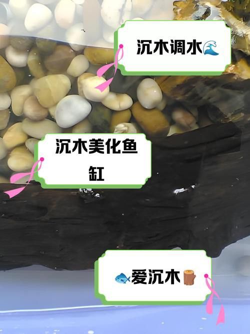 紅龍魚缸放沉木好嗎圖片大全 紅龍魚缸放沉木好嗎圖片大全 龍魚百科 第37張
