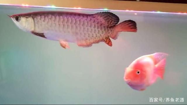 龍魚被咬傷了怎么治療圖片：龍魚傷口護(hù)理的日常注意事項(xiàng)