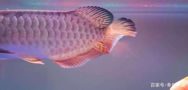 龍魚被咬傷了怎么治療圖片：龍魚傷口護(hù)理的日常注意事項(xiàng)