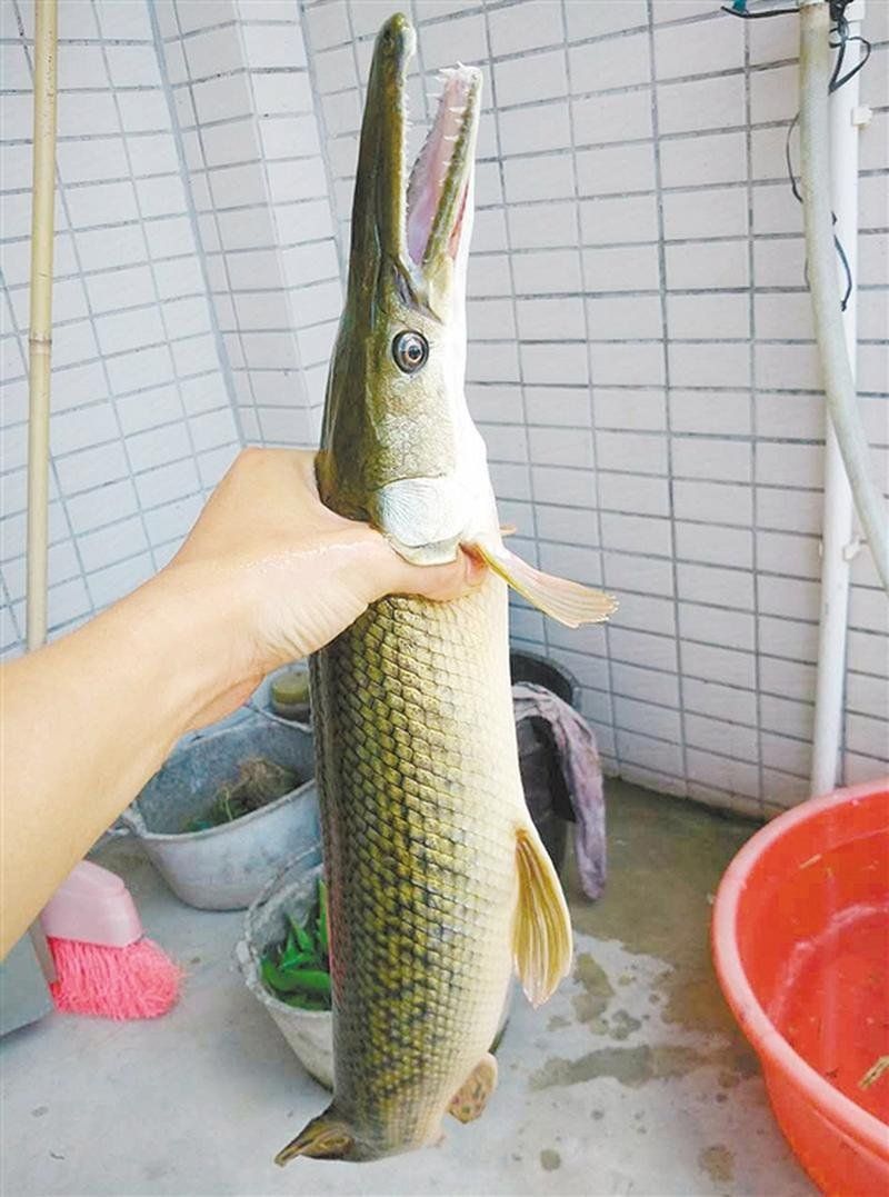 六間魚與十間魚哪個兇