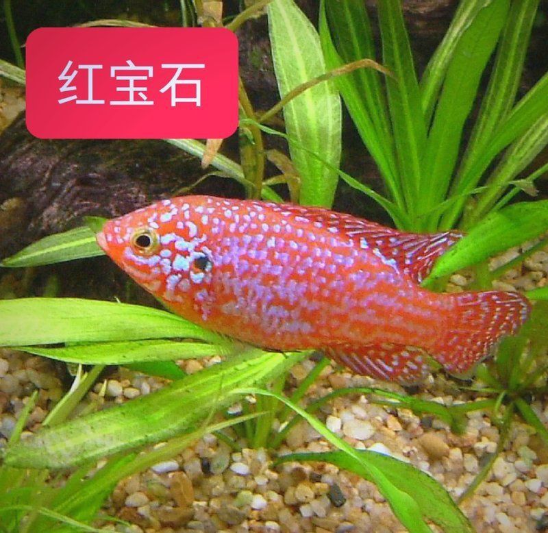 六間魚與十間魚哪個兇