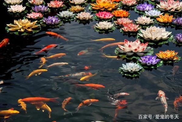 龍魚用燈架好還是水中燈好看：龍魚燈架與水中燈的區別