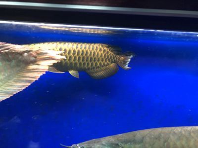 龍魚爛鰭爛尾的治療方法（龍魚爛鰭爛尾怎么辦）
