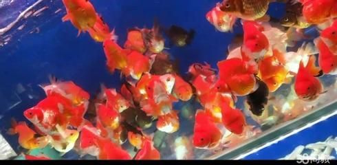 西安魚缸定做祥龍魚場代理店（西安魚缸定做哪家好西安魚缸定做祥龍魚場代理店）