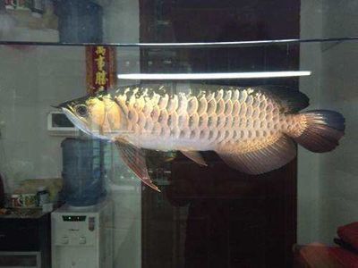 龍魚掉色怎么辦：龍魚掉色怎么辦，