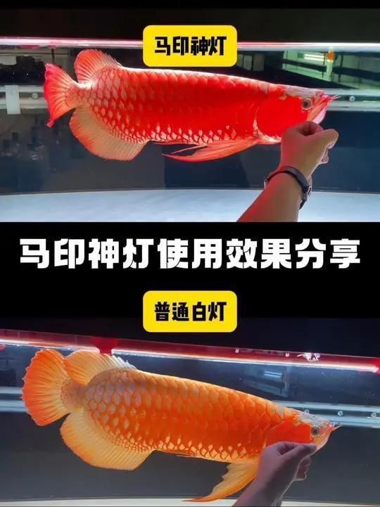 馬印神燈照金龍是什么效果