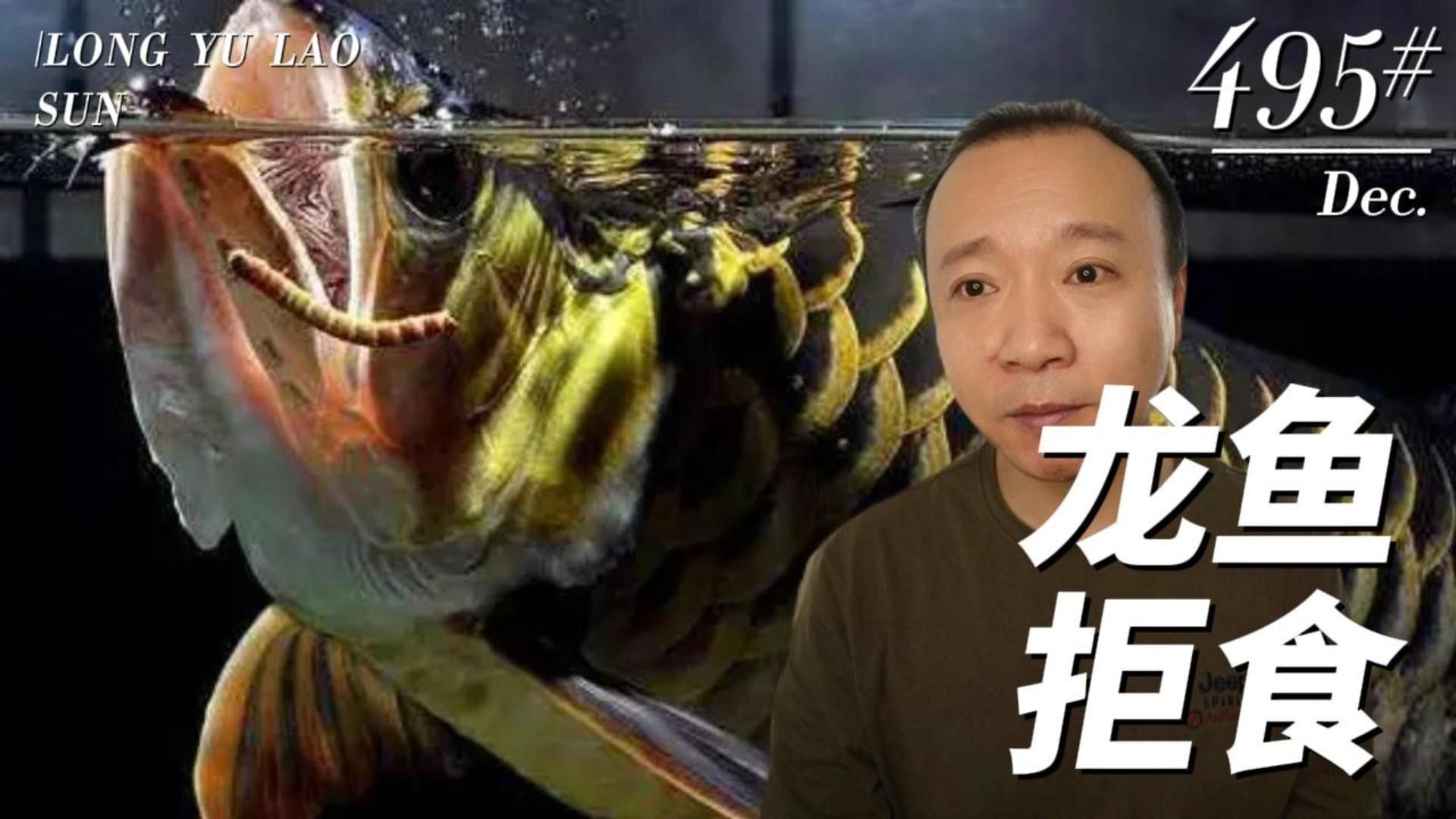 金龍魚不吃食應該如何處理？