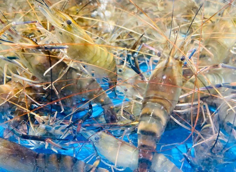成都龍魚批發(fā)市場在哪里啊多少錢一條