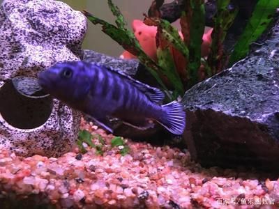 觀賞魚市場發展趨勢預測，中國觀賞魚市場在未來幾年內將繼續保持增長勢頭