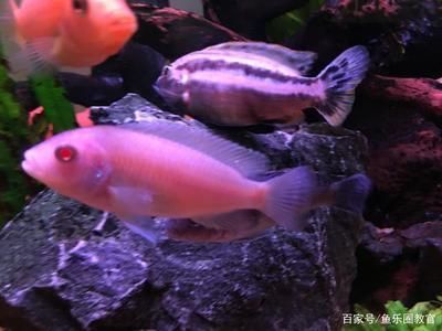 觀賞魚市場發展趨勢預測，中國觀賞魚市場在未來幾年內將繼續保持增長勢頭