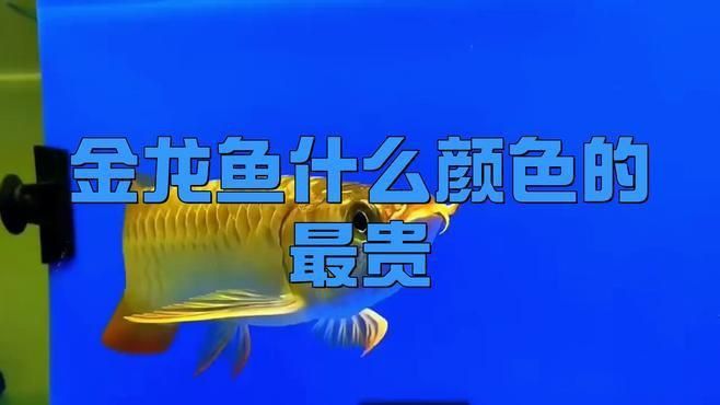 金龍魚過背和不過背哪個更值錢？
