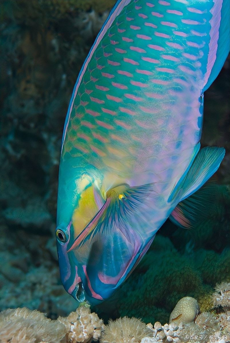 銀龍魚魚缸溫度多少合適養小魚