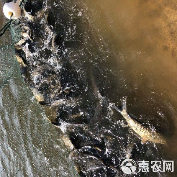 大湖漁場的價格范圍是多少？