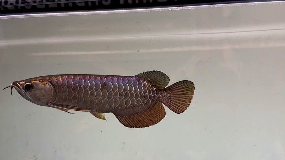 給我一張過背金龍魚幼魚的圖片