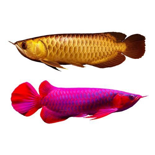 給我一張過背金龍魚幼魚的圖片