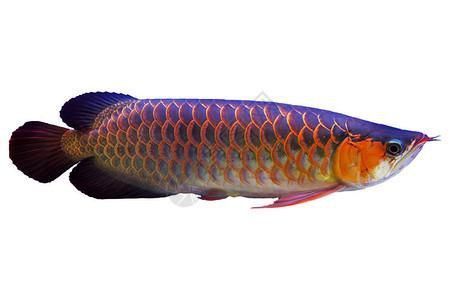 金龍魚白底黑背景