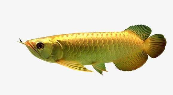 金龍魚白底黑背景
