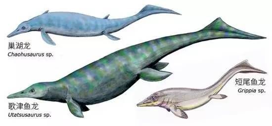 魚龍是龍嗎？：魚龍不是龍，是一種已經滅絕的海棲爬行動物