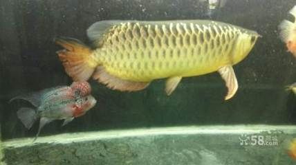 鄭州哪里有龍魚賣