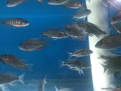 鄭州哪里有龍魚賣