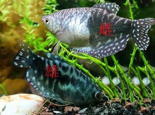 七彩雷龍魚繁殖期如何照顧？