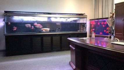 銀川水族批發市場（金鳳水族市場）