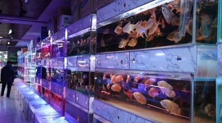 銀川水族批發(fā)市場（金鳳水族市場）