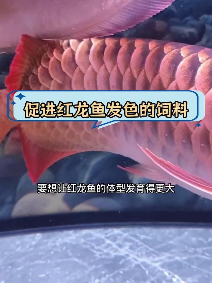 紅龍魚發(fā)色期間需要投喂什么食物