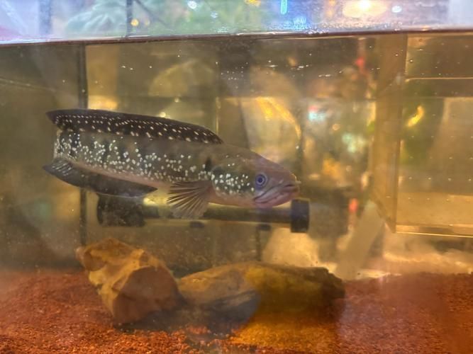 雷龍魚最佳水位圖