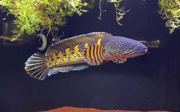 雷龍魚最佳水位圖