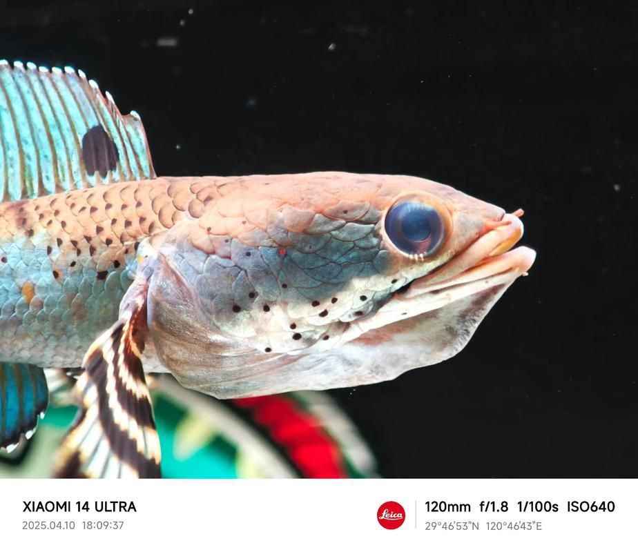 雷龍魚最佳水位圖