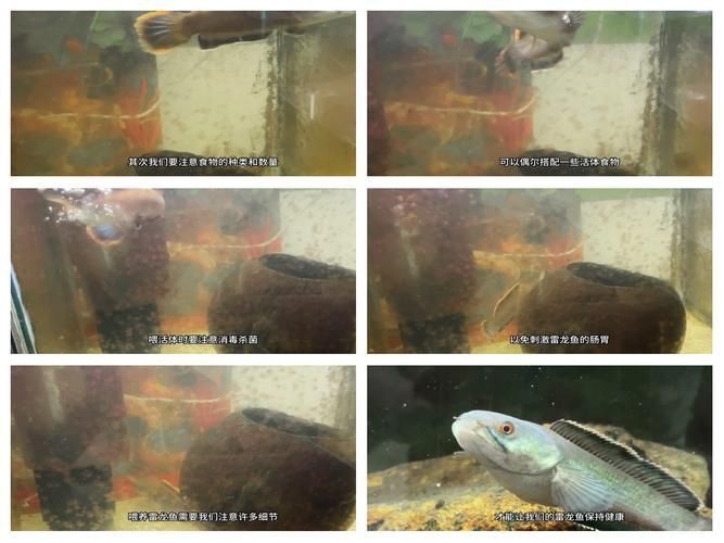 雷龍魚最佳水位圖