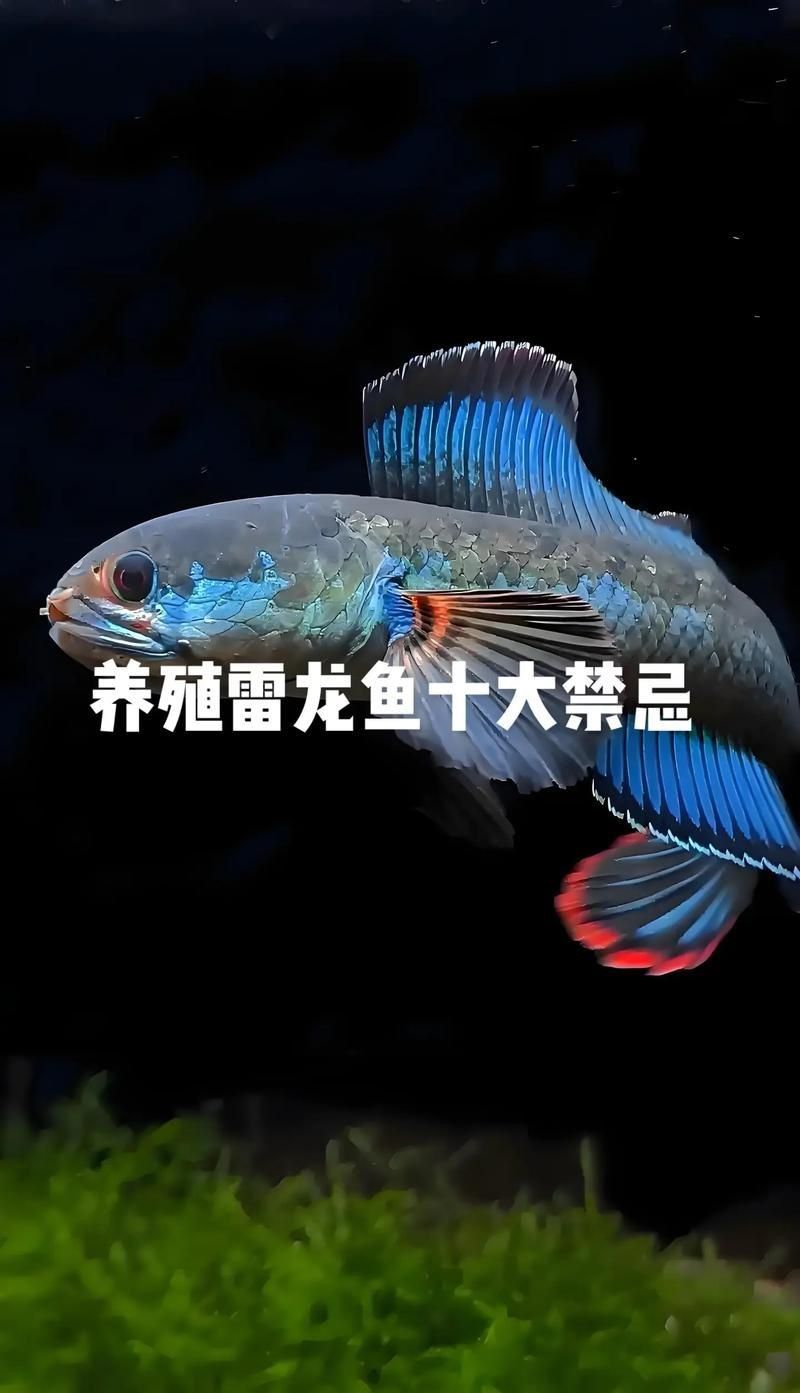 雷龍魚最佳水位圖