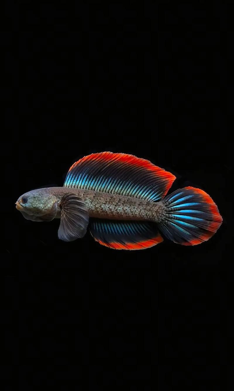 雷龍魚最佳水位圖